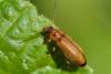 Osphya bipunctata